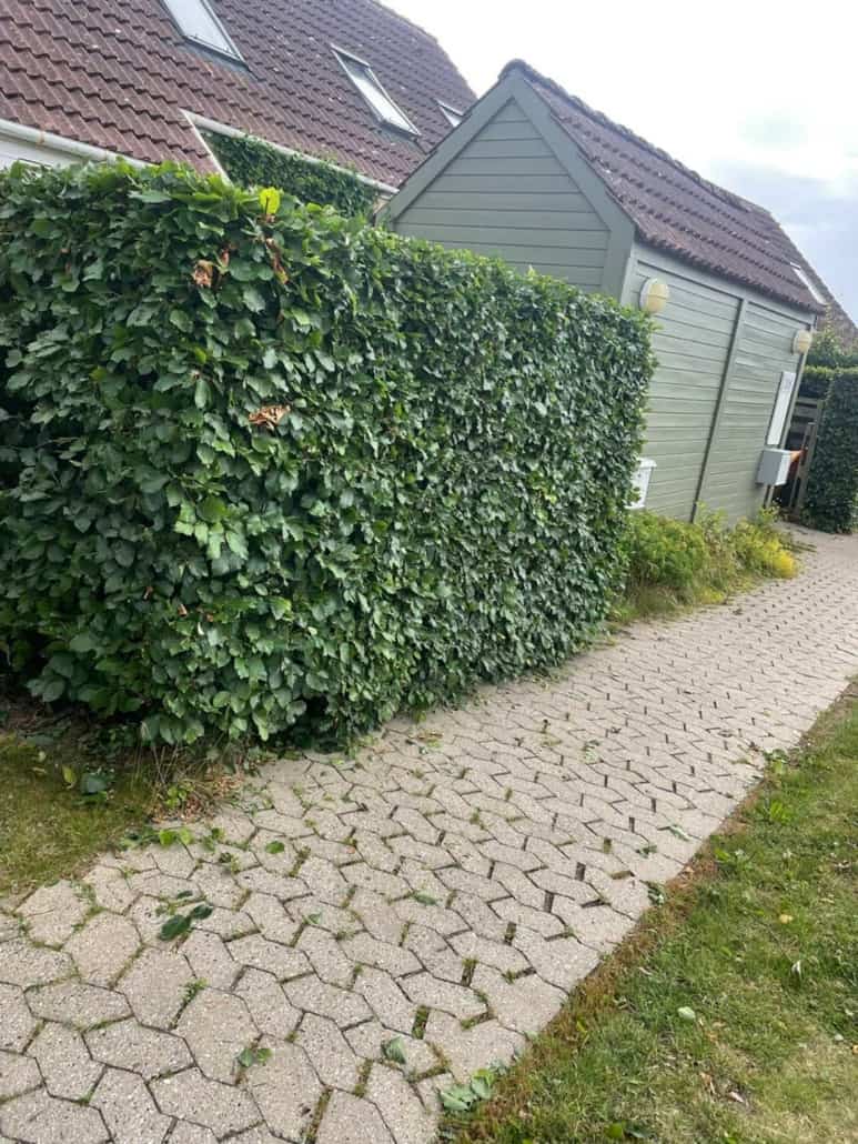 Beskæring
